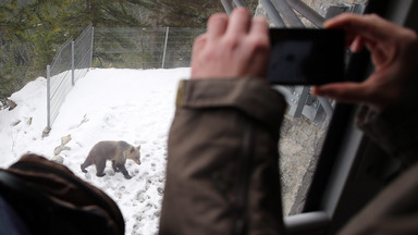 Słowacy chcą zbudować park safari z niedźwiedziami. Tuż przy granicy z Polską