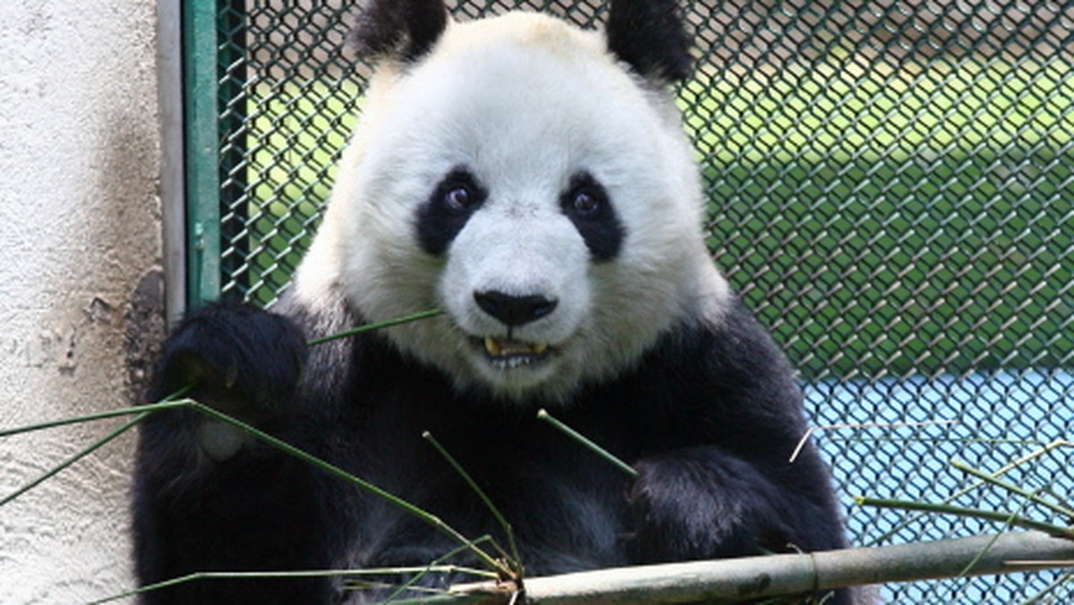 Pochodząca z USA panda urodziła w piątek w Chinach swoje ósme dziecko; liczne potomstwo jednej matki jest niezwykłą rzadkością wśród przedstawicieli tego zagrożonego gatunku, który bardzo trudno jest hodować w niewoli - poinformowała chińska prasa.