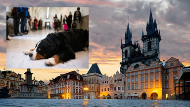 Uniwersytet Karola w Pradze otwarty po tragicznej zbrodni. Studentów wspiera pies
