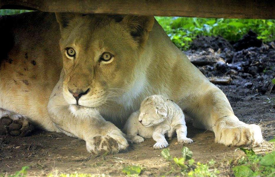 Hihetetlen! A fehér oroszlánkölyök a látogatók szeme láttára született a Nyíregyházi Állatparkban!
