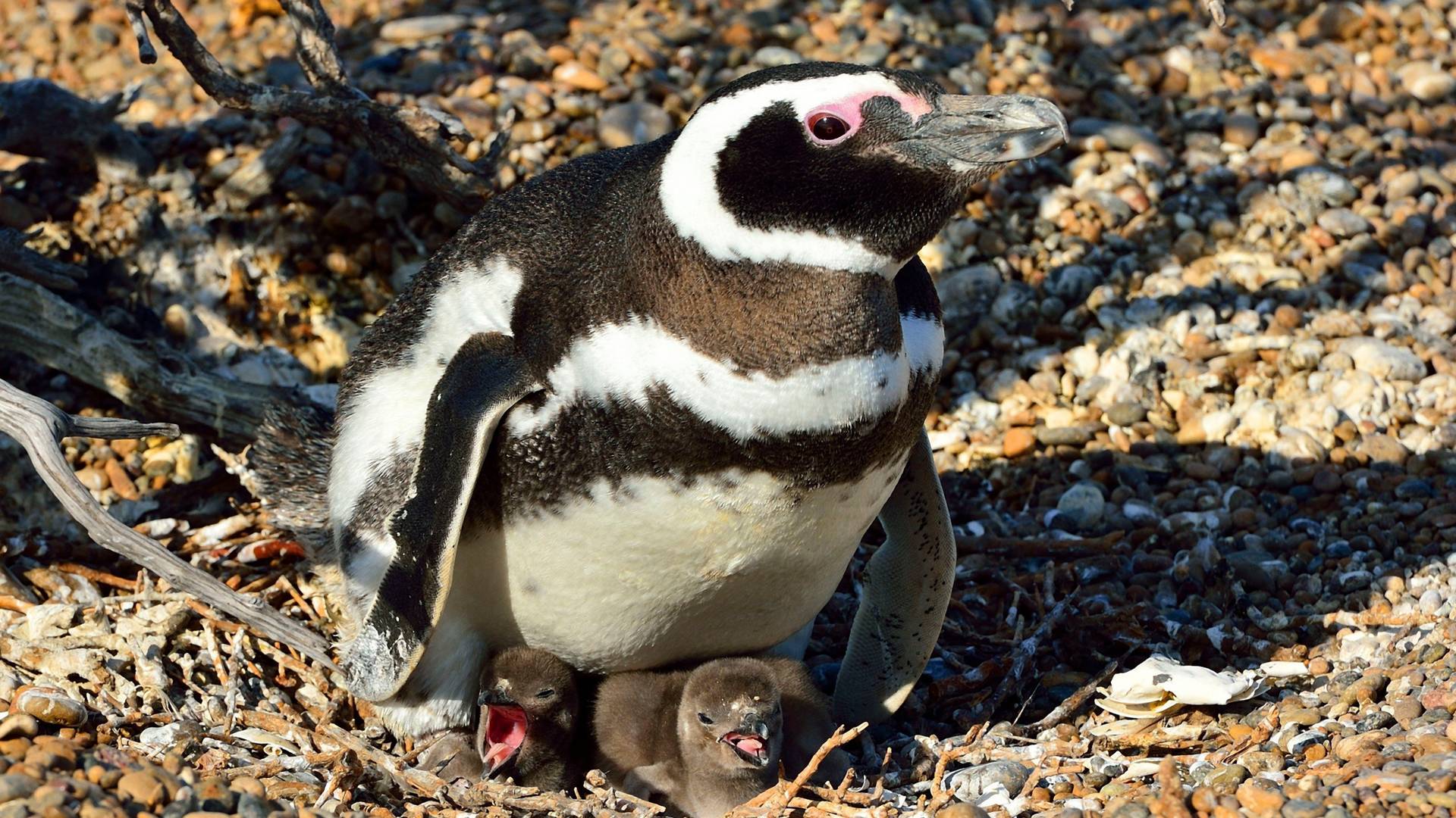 Zbog priče o pingvinima koji su ostali verni 16 godina plaču svi prevareni ljudi