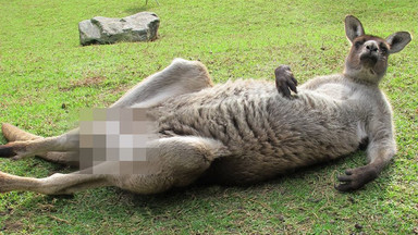 Zdjęcie "ocenzurowanych" genitaliów wyluzowanego kangura podbija internet