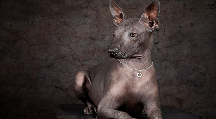 xoloitzcuintli