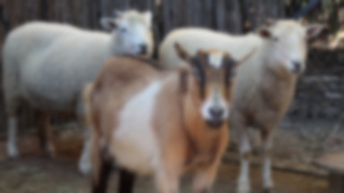 Cztery owce i koza atakują mieszkańców w Turcji. Niecodzienne nagranie