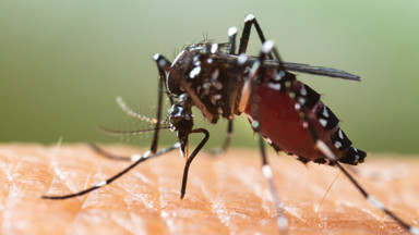 Ponad 130 tys. zakażonych dengą w Argentynie. To rekord