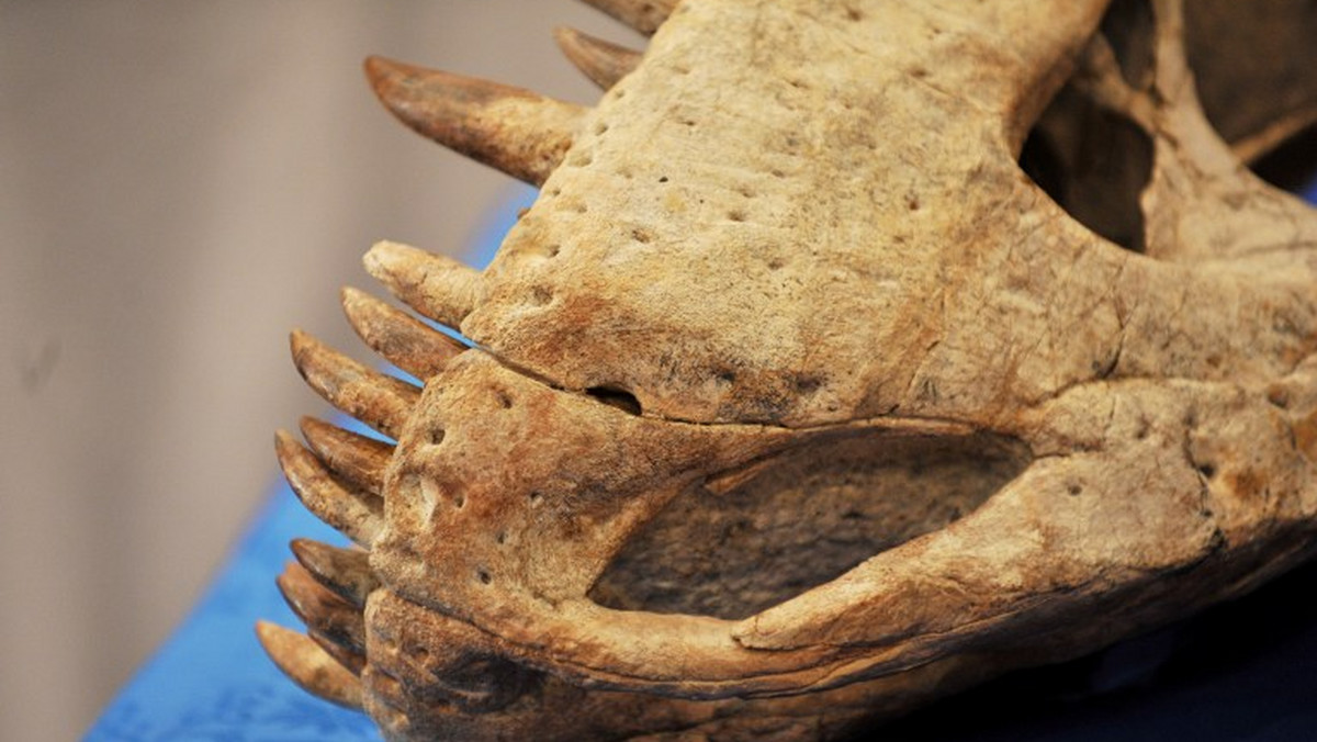 Miał wielki nos, długie rogi i był dinozaurem. Szczątki zadziwiającego gatunku tych wymarłych zwierząt znaleziono w amerykańskim stanie Utah.