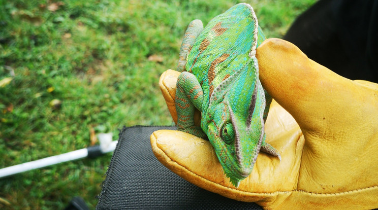 Raptor, a kaméleon most a gazdájára vár / Fotó: Állatmentő Liga