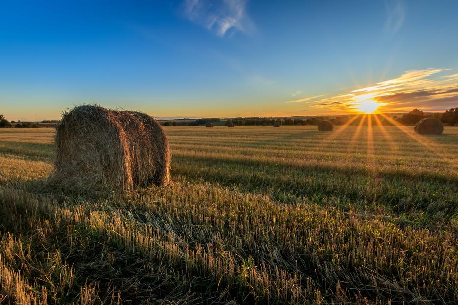 fotó: iStock