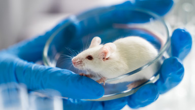 Przełomowe osiągnięcie japońskich naukowców. Wyhodowali zarodki myszy w kosmosie
