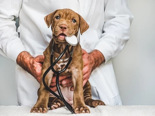 Dzięki badaniu EHAA Pets Diag jest w stanie zdiagnozować problemy zdrowotne zwierząt wynikające m.in. z nieprawidłowo dobranej diety lub szkodliwego otoczenia, a także wskazać potencjalne choroby, pod kątem których właściciele zwierzęcia powinni podjąć szczegółową diagnostykę