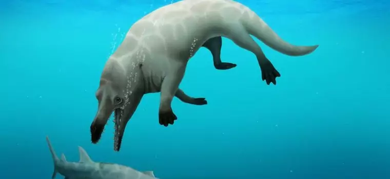 W Egipcie znaleziono pozostałości czteronogiego wieloryba. Żył na Ziemi 43 mln lat temu