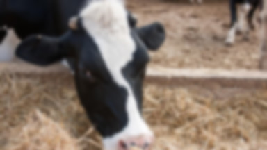 Eksperci: kwoty mleczne ograniczały rozwój produkcji