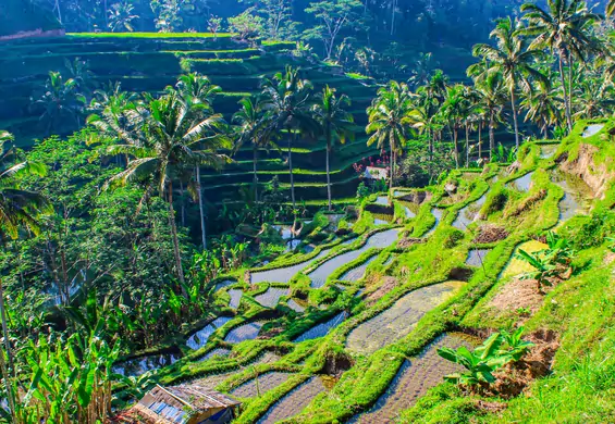 Rajskie wakacje marzeń. Bali zachwyca krajobrazami i lokalną sztuką