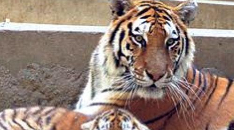 Családegyesítés a tigriskifutóban