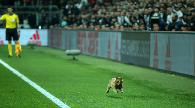 Egy macska is feltűnt a mérkőzésen /Fotó: AFP