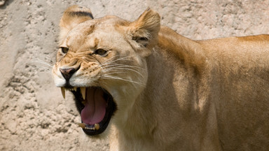 Lwica zabiła pracownika zoo i uciekła razem z innym lwem