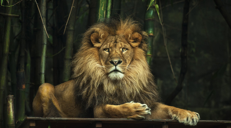 Az állatok királya / Fotó: NORTHFOTO