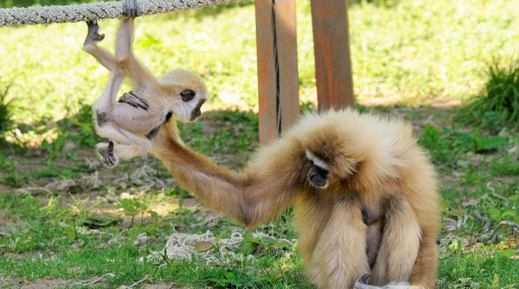 Az öt hónapos kis gibbon anyja felügyelete alatt tanul csimpaszkodni