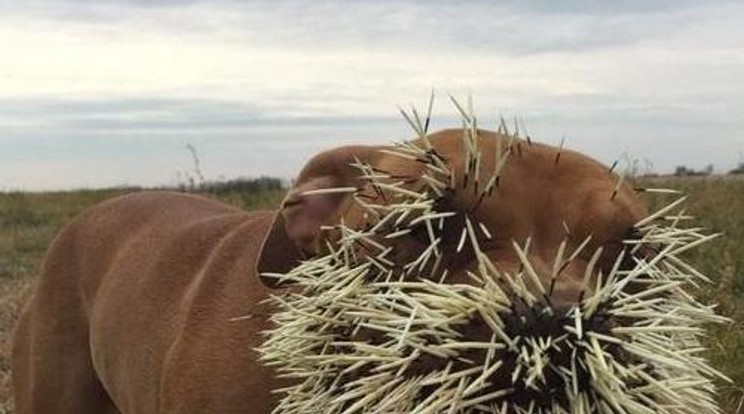 Ilyet nem láttál! Jól elbánt a tarajos sül a rá támadó kutyával