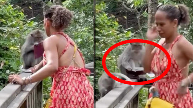 Małpy podarły paszport turystce na jej oczach w popularnym kurorcie