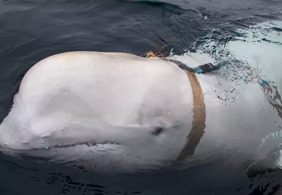 Norwescy rybacy zaatakowani przez wieloryba, który może być rosyjskim szpiegiem