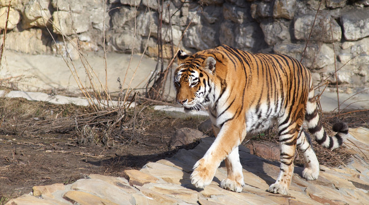 Egy nőt megöltek, másikat pedig megsebesítettek a tigrisek/Fotó:Northfoto
