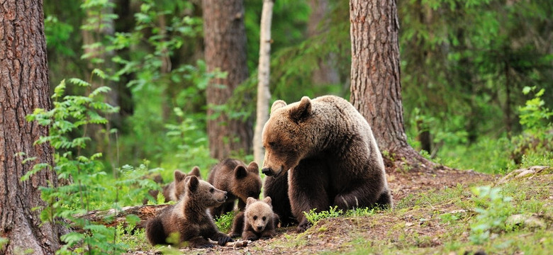 Leśnicy z Bieszczad pokazują, jak wygląda macierzyństwo niedźwiedzi