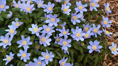 Zawilec gajowy – jeden z pierwszych wiosennych kwiatów. Możesz go mieć w ogrodzie