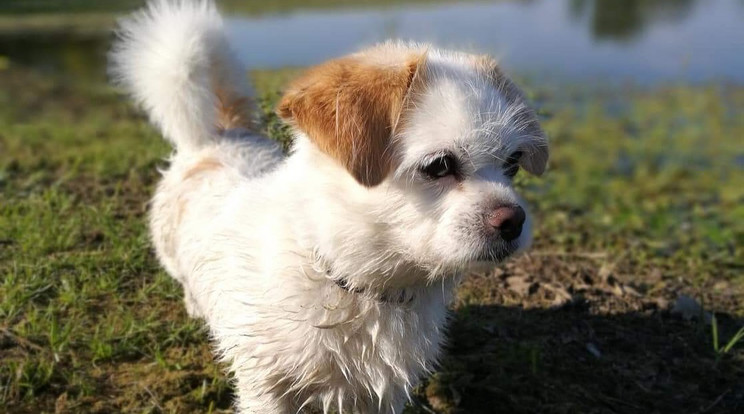 A békésen sétáló Palkót megragadta a buldog, és halálra marcangolta