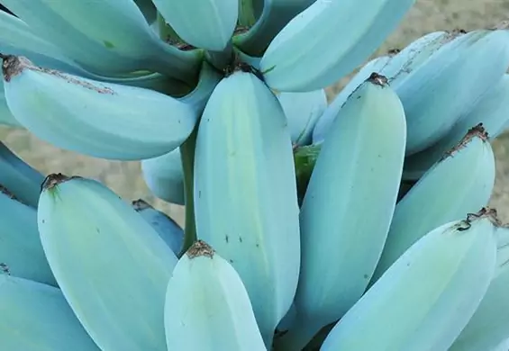 Niebieskie banany, które smakują jak lody waniliowe - to cudowny wytwór natury