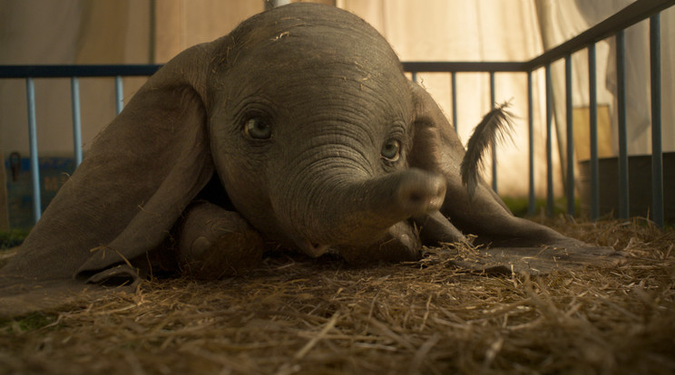 Dumbó, a nagyfülű repülő elefánt a gyerekek kedvence, most élő szereplős fiim készült róla