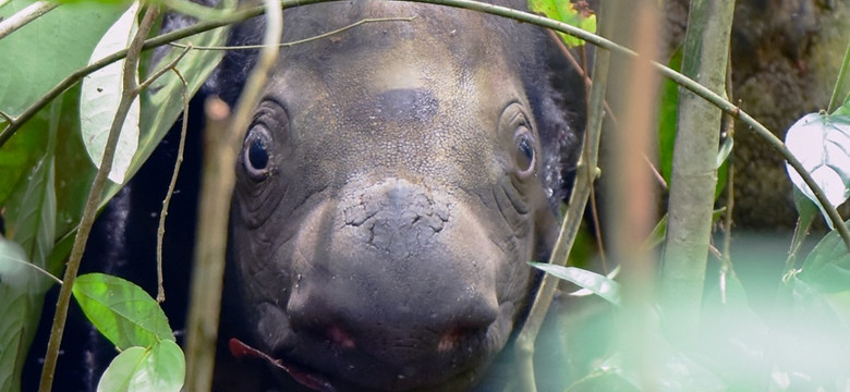 Narodziny niezwykle rzadkiego nosorożca sumatrzańskiego
