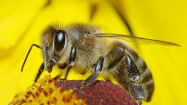Jak będzie wyglądał świat bez pszczół?
