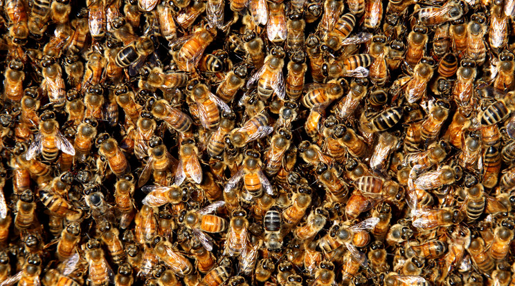 Elszabadult méhek miatt áll a forgalom /Illusztráció: Northfoto