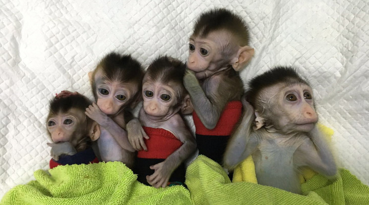 A kis majmok kutatási célból jöttek a világra /Fotó: MTI- EPA
