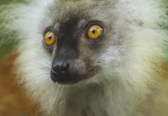 Co ćpają lemury i dlaczego kac męczy papugi? Sprawdzamy, jak imprezują zwierzęta