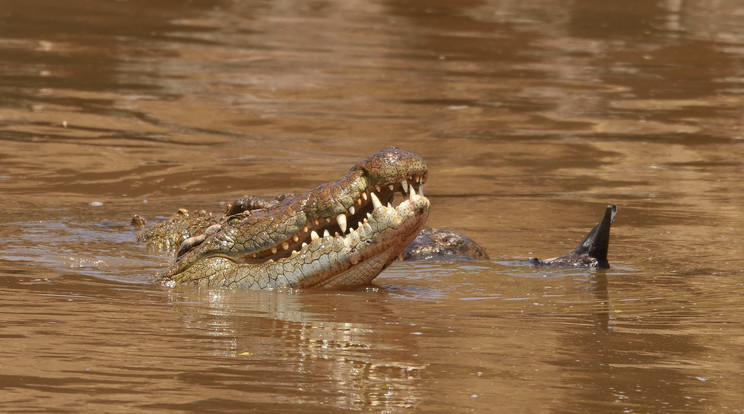 Csónakázó gyerekekre támadt egy krokodil /Fotó: Northfoto