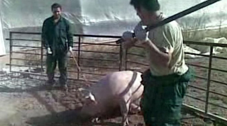 Fiatalok kínoztak meg malacokat és kecskéket/ Fotó: Profimedia - Reddot