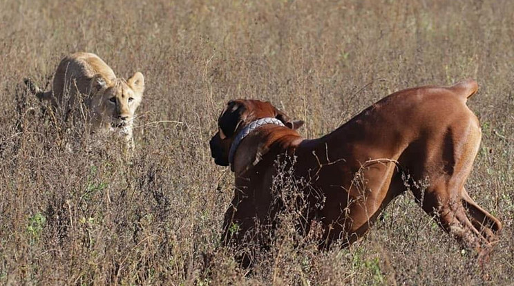 Az oroszlán-bébiket például kutyával nevelik oroszlánkodásra