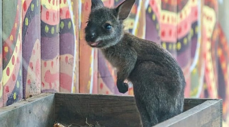 A 9 hónapos kengurugyerekek már kiköltözött anyja erszényéből /Fotó: Nyíregyházi Állatpark