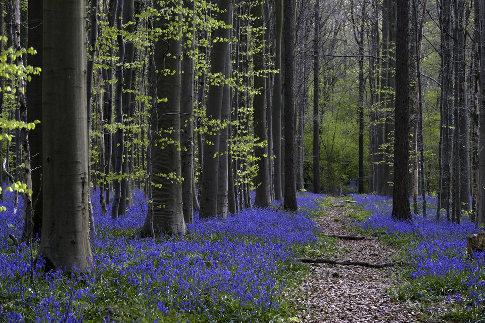 Kwitnące hiacyntowce w lesie Hallerbos