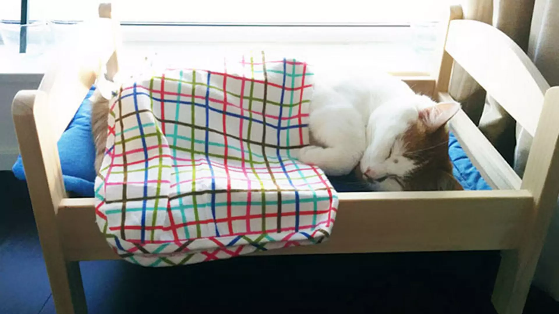 Ikea przekazała łóżka dla lalek do schroniska dla zwierząt i to była najlepsza decyzja na świecie