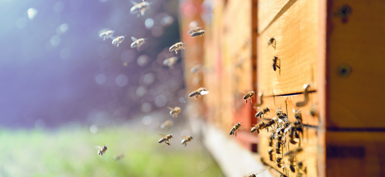 Straż Graniczna w Bieszczadach uratowała mężczyznę użądlonego przez pszczoły. Miał uczulenie na jad
