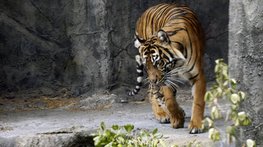 Ucieczka tygrysów z zoo w Indonezji. Nie żyje pracownik ogrodu