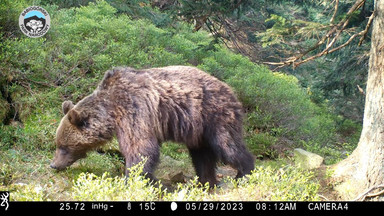 Fotopułapka uchwyciła niedźwiedzia na Babiej Górze. Nie jest całkowicie sprawny [WIDEO]