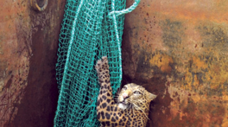 Leopárdot halásztak Indiában