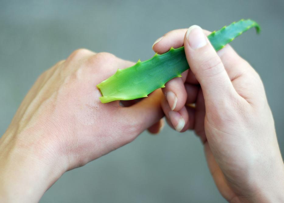 Azt tudtuk, hogy az aloe vera nagyon egészséges, de erről eddig senki sem beszélt