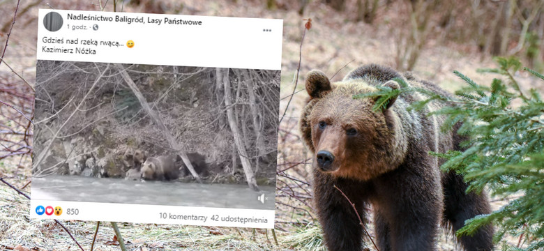 Wiosna pełną parą! Gromadka niedźwiadków spaceruje w Bieszczadach