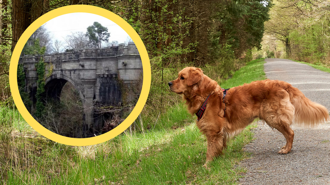 Psy podchodzą do krawędzi i oddają skok. Mroczna tajemnica mostu Overtoun