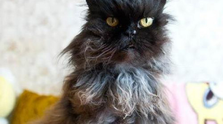 Panni a legöregebb perzsa macska lehet a világon